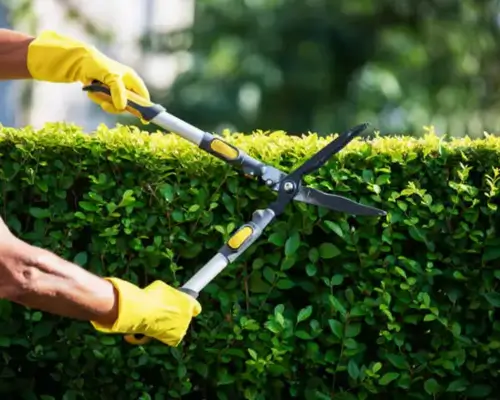 Lawn fertilization service with professional chemical treatment